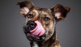 娱乐吃瓜酱狗狗拍照,萌态百出！