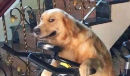 娱乐吃瓜酱骑车狗,骑行狗的趣味日常