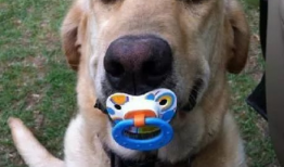 娱乐吃瓜酱狗戴上假牙,狗戴假牙背后的秘密大揭秘