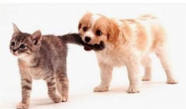 娱乐吃瓜酱爸爸的宠物,揭秘明星宠物的趣味生活