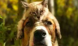 娱乐吃瓜酱狗狗拍照,萌态百出！