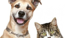 娱乐吃瓜宠物推荐,盘点那些爱看热闹的萌宠