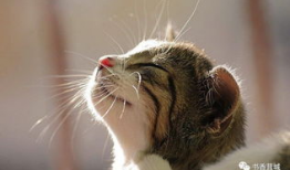 娱乐吃瓜酱猫抱枕,带你感受萌宠的魅力