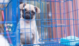 娱乐吃瓜宠物推荐,盘点那些爱看热闹的萌宠