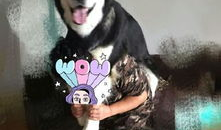 娱乐吃瓜酱爸爸的宠物,揭秘明星宠物的趣味生活