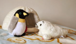 娱乐吃瓜酱小动物,揭秘小动物界的趣味故事